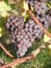 Click for 2 image(s) for this accession. Fruit